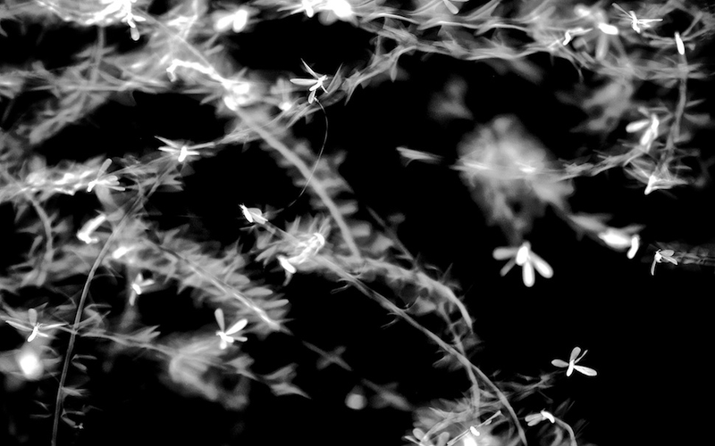 Illustration for article titled 34 Black & White Photos Of Night